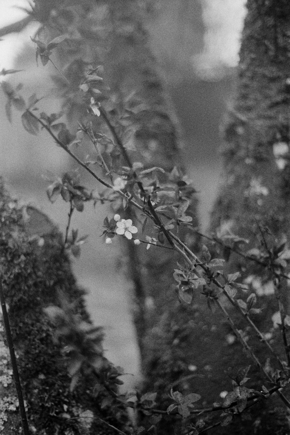 Black and white image of a single cherry blossom bloom against a mossy trunk