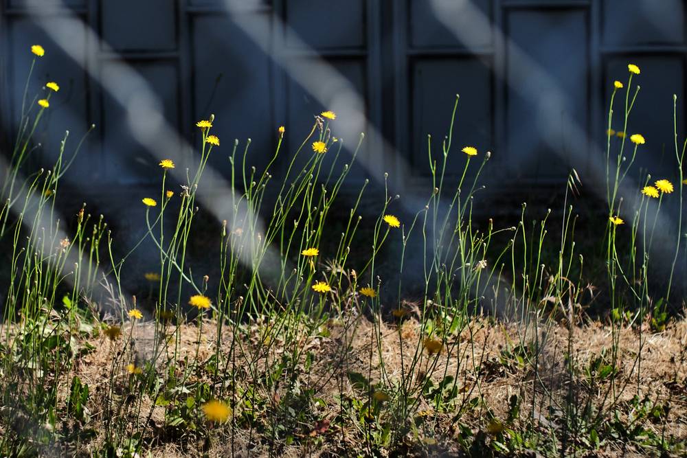 false dandellions