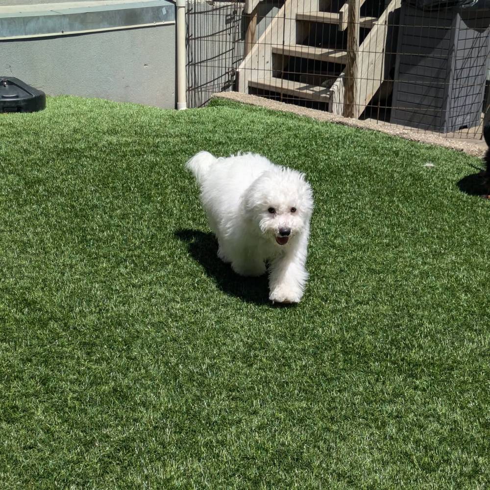 I had a fun time meeting other puppies at @animallovingcare today!🥰🥰, photo 1 of 3