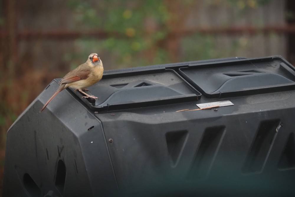 Female cardinal sitting on the edge of a black barrel.