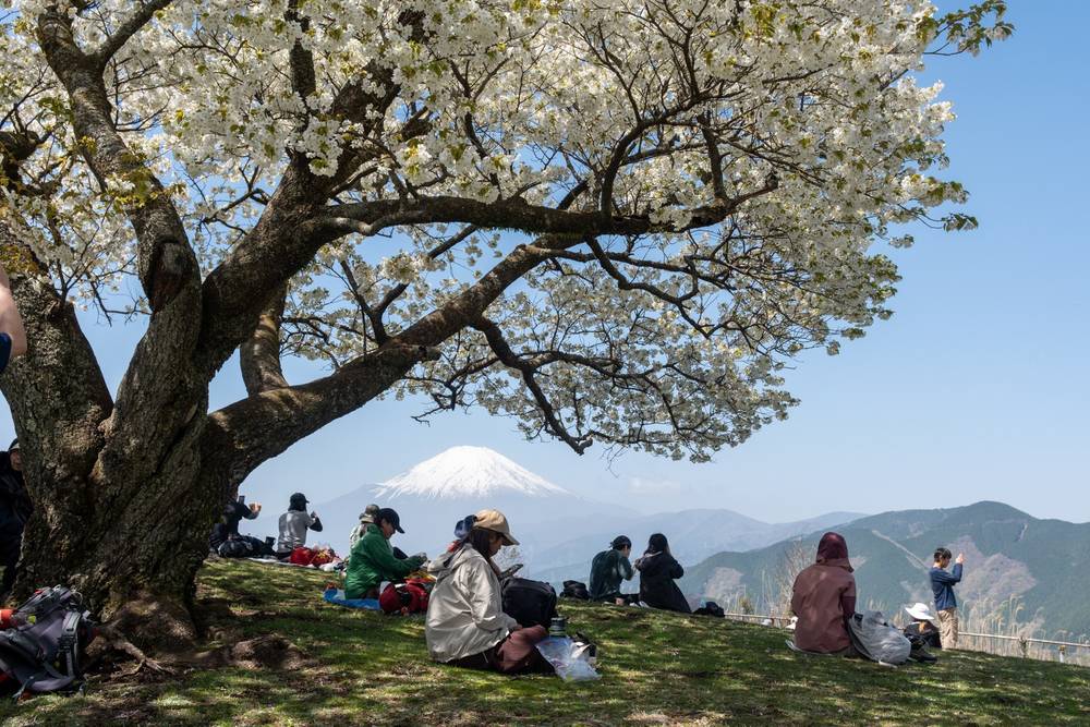 Yama-zakura, Fuji and Mt Ono