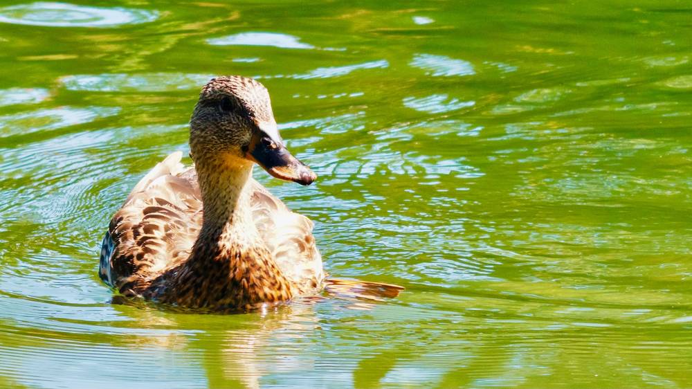 River Duck