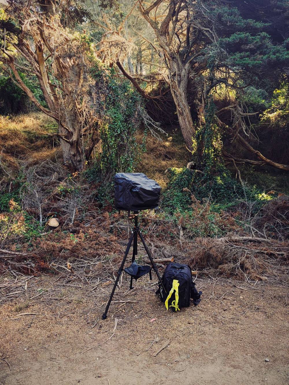 my digitech setup on sticks for hiking into the woods