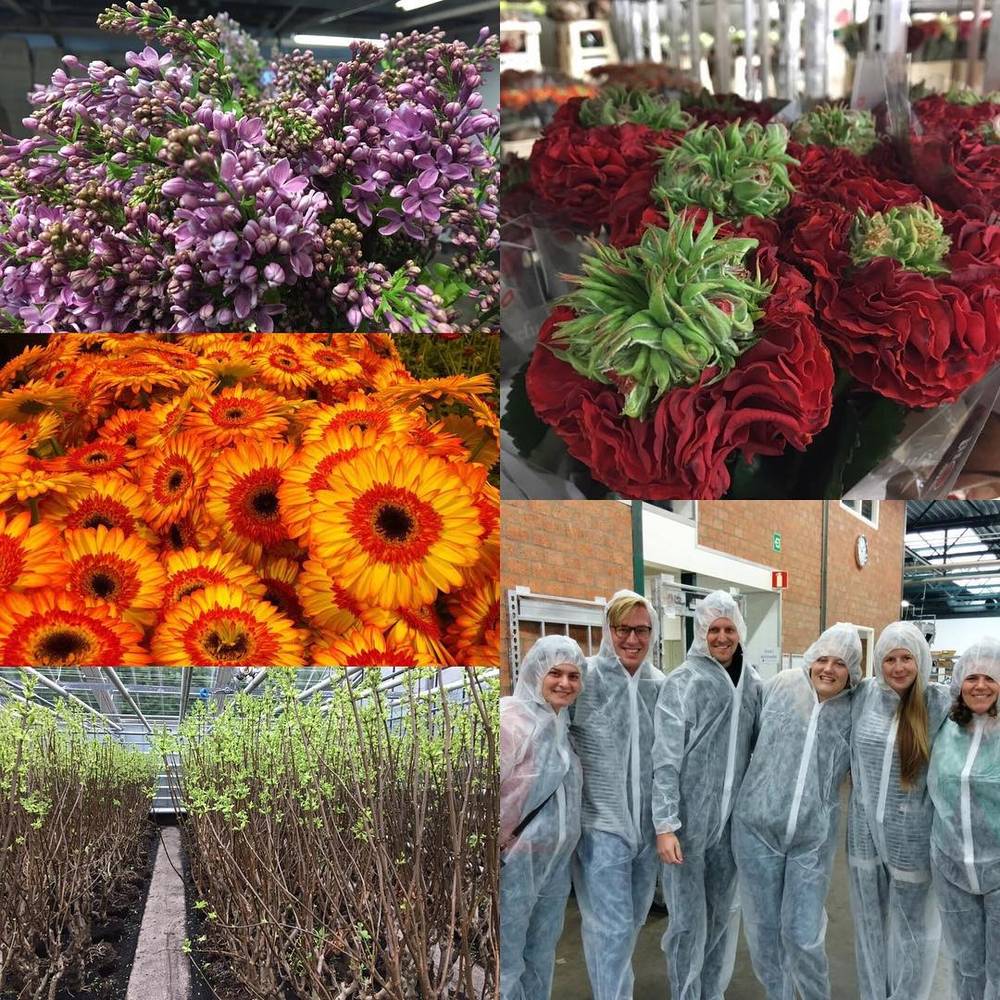 A collage of purple lilac, orange gerberas, red roses, a greenhouse aisle, and a group in white coveralls.