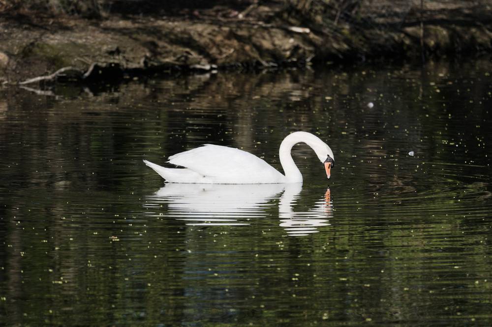 A swan looking at his mirror image