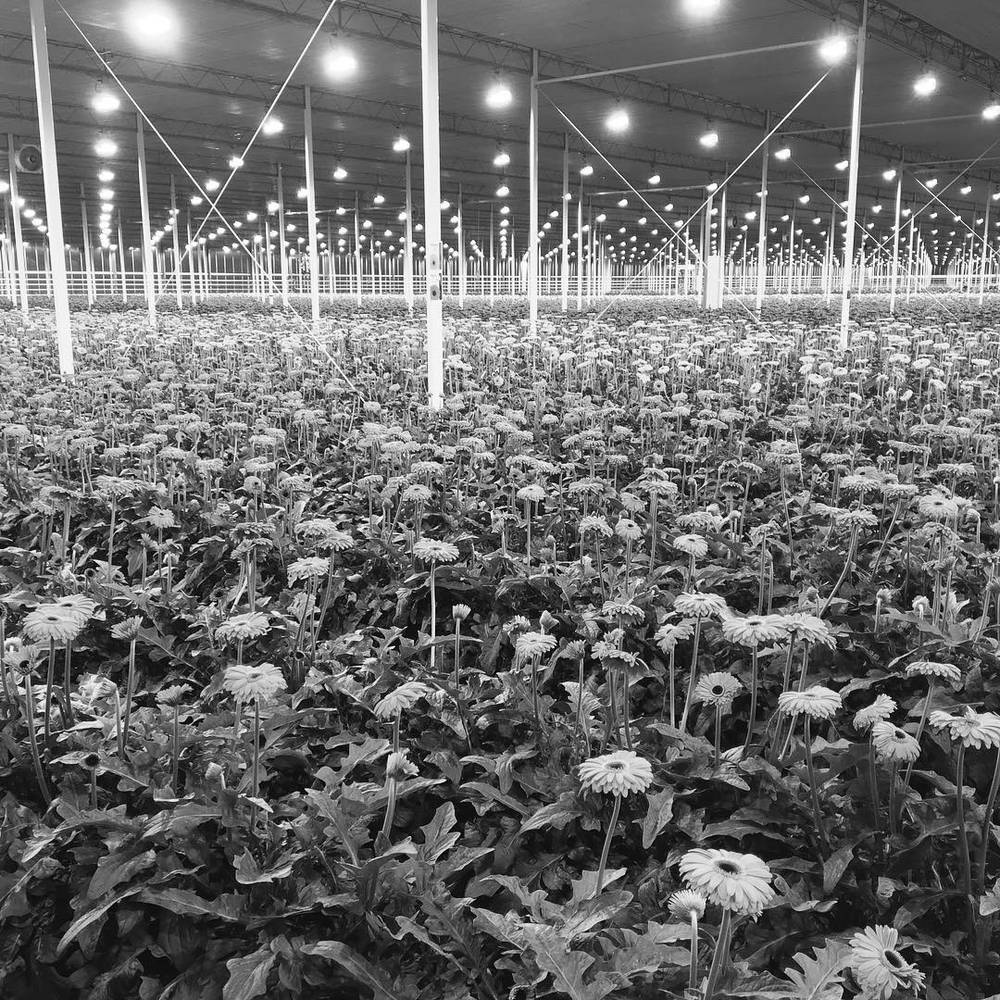 A black and white photo of rows of flowers growing under greenhouse lighting.