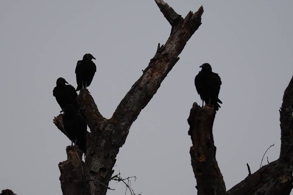 A close shot of four black vultures in a dead tree.