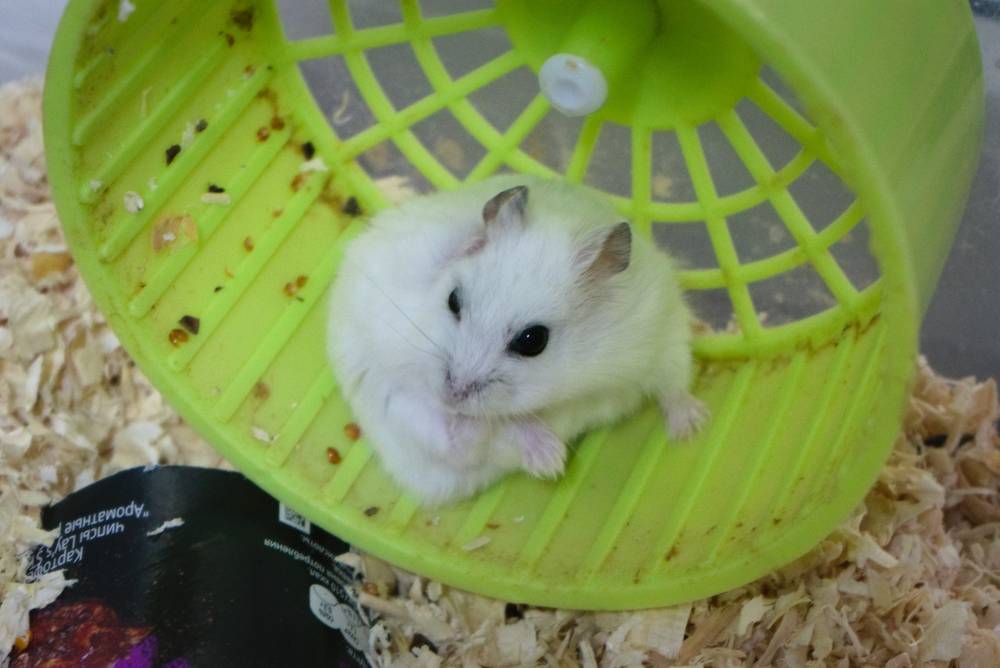 My pet hamster Peanut :)