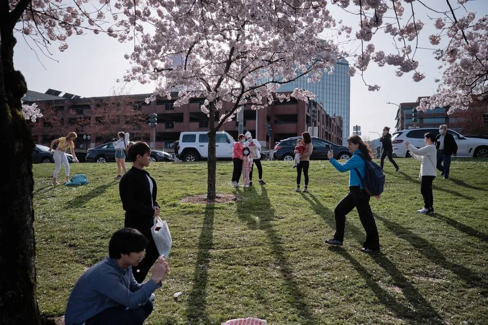 Hanami Beneath Portland's Urban Cherry Canopy