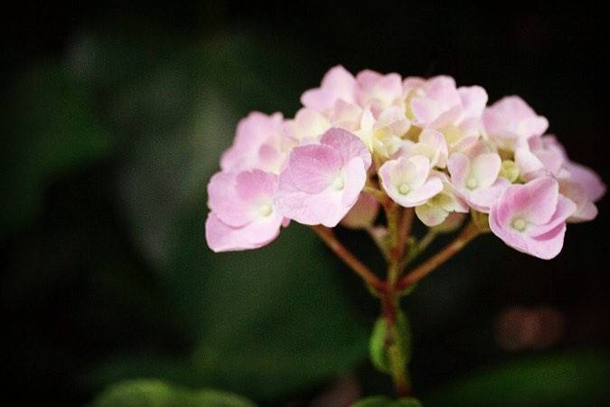 A close-up of pink and white hydrangea blossoms against a dark background.