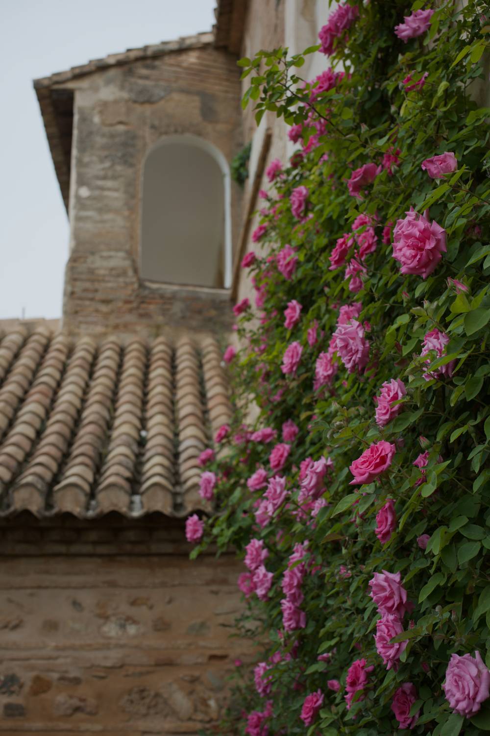Pink roses covering a wall below a window