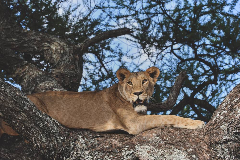 Lioness