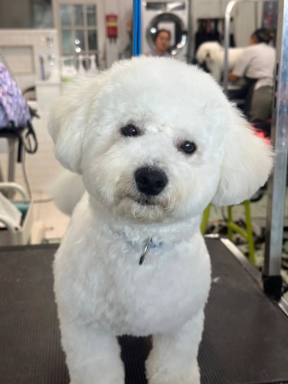 Freshly groomed on Saturday! Thank you @mad_fluff_house @animallovingcare 💕😍, photo 2 of 2