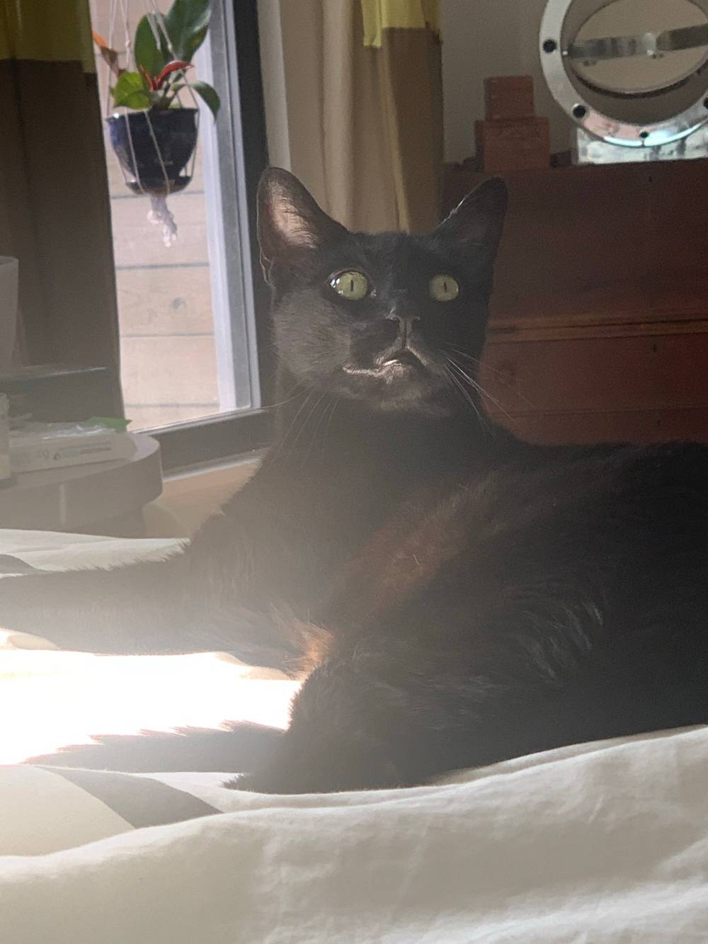 a black cat laying in its side on a bed with a hazy, sunny glow. cat is looking up and alert