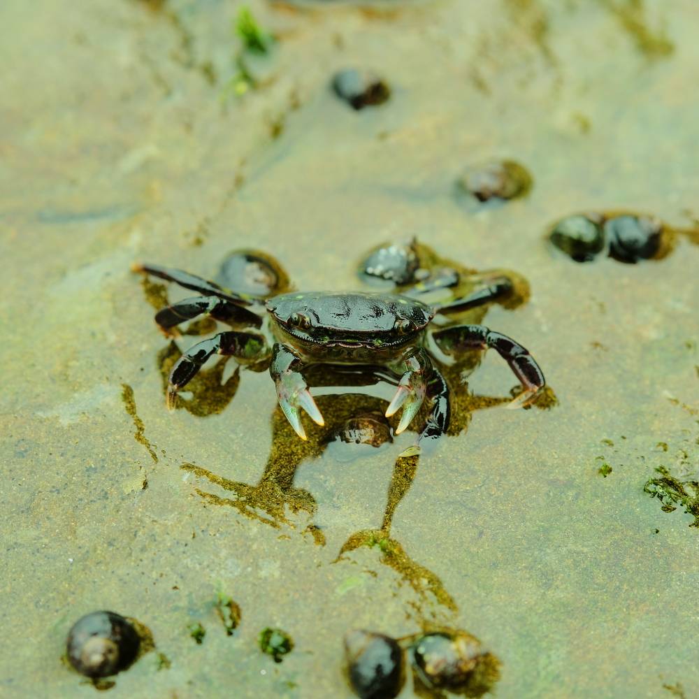 Crab buddies from 2024 August WCT Hike 1/3