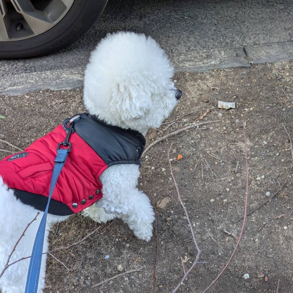 Not pictured: a dog (potential friend) down the street, photo 1 of 1