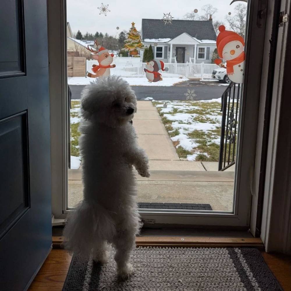 Christmas was fun! 🎅 My favorite toy is this little bear, photo 2 of 3