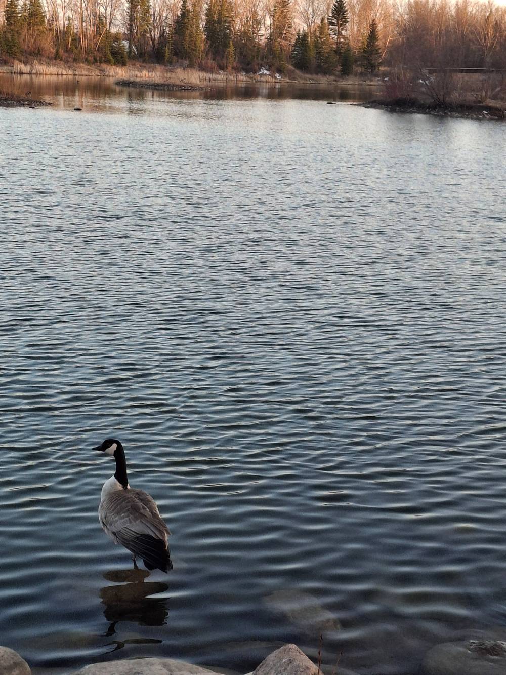 A singular goose stands on a rock in the water along the shoreline of the trail.