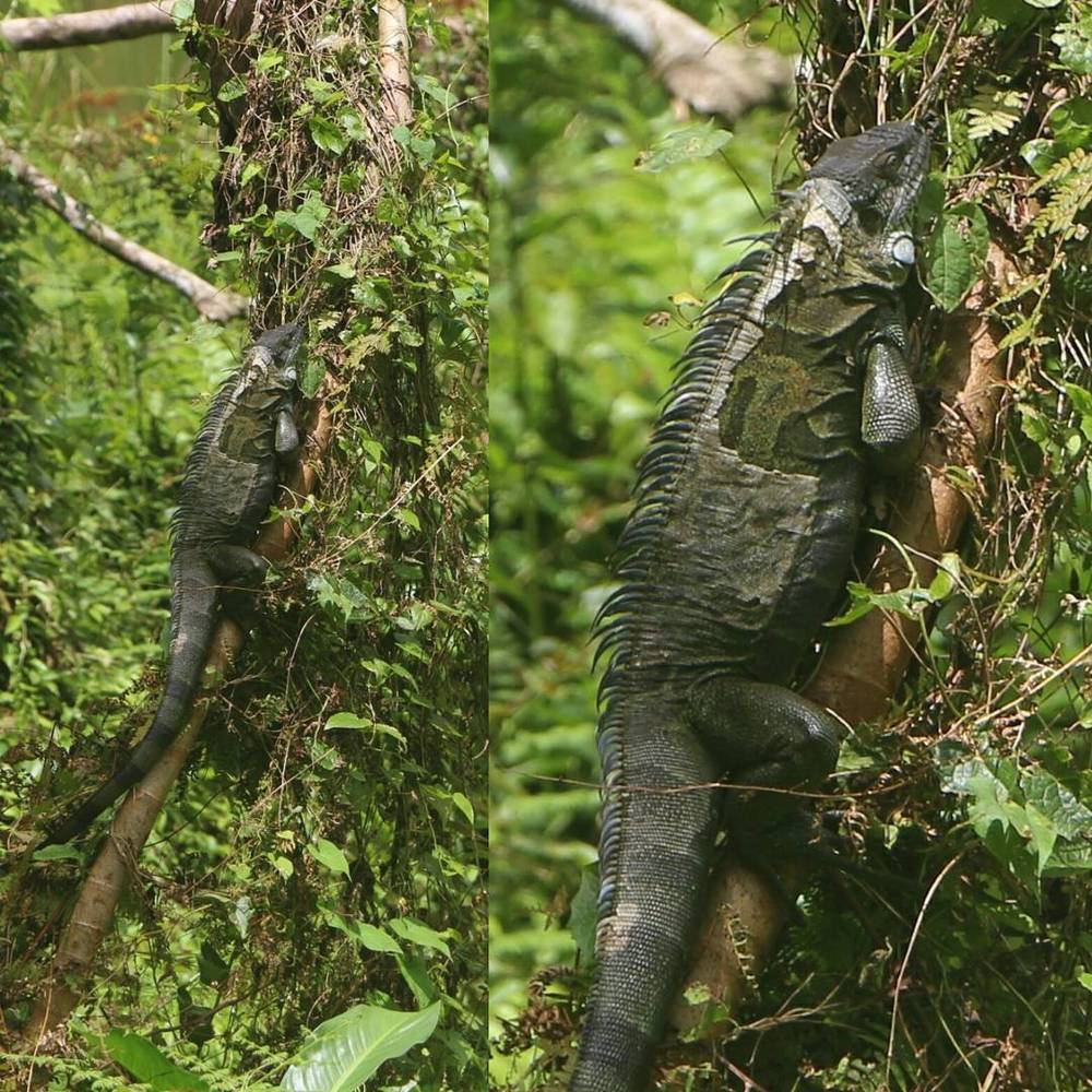 Two iguanas climbing among vines in a tree.