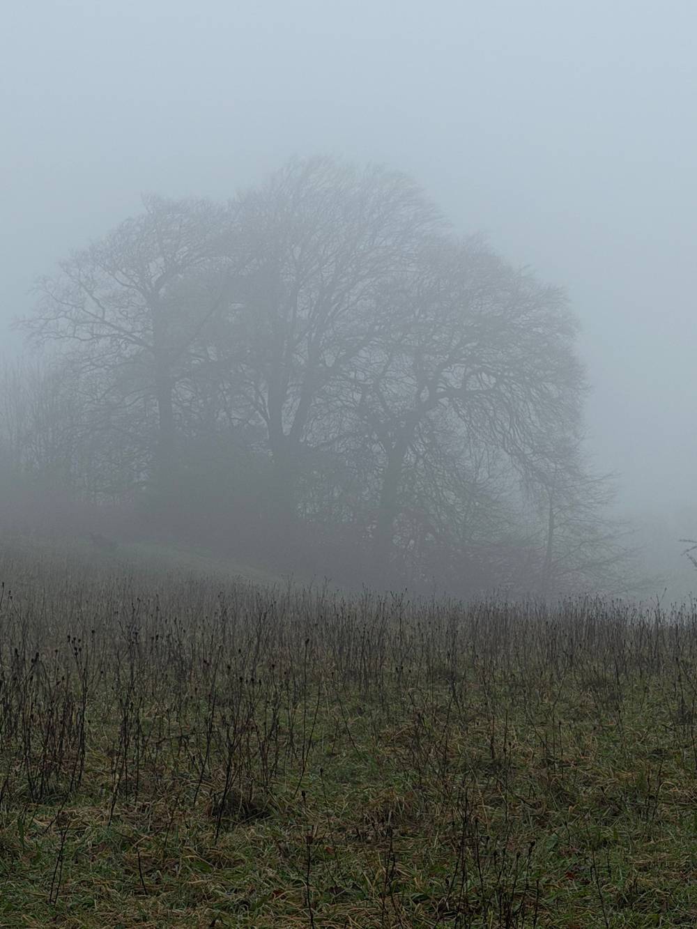 Woodland Walk