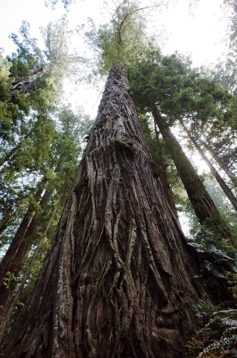 redwoods