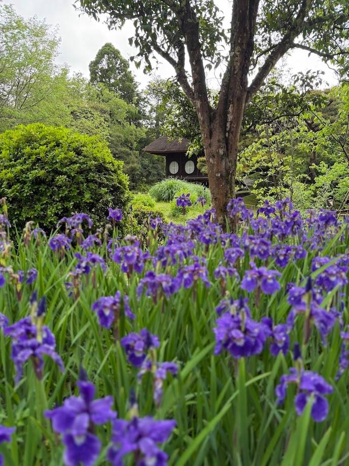 Nara Park Serenity