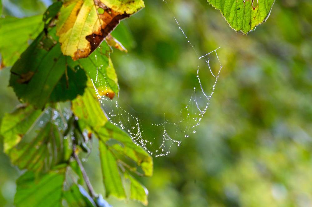 Joaillerie arachnéenne...