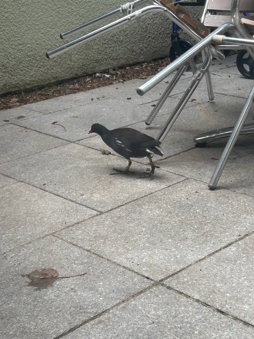 Saw a weird duck, photo 1 of 1
