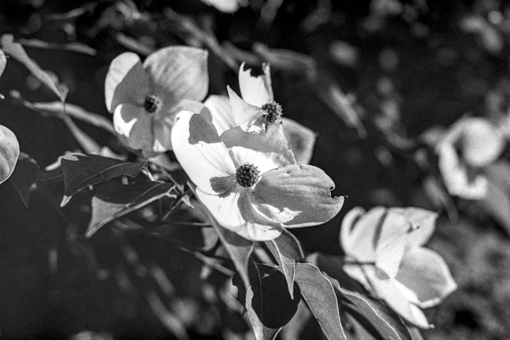 Close view of Kousa dogwood blossoms on a sunlit branch. Two open flowers face the camera, each with four pointed white bracts surrounding a small, bumpy central cluster of true flowers. Pointed oval leaves with prominent veining frame the blossoms; the background falls into deep shadow.