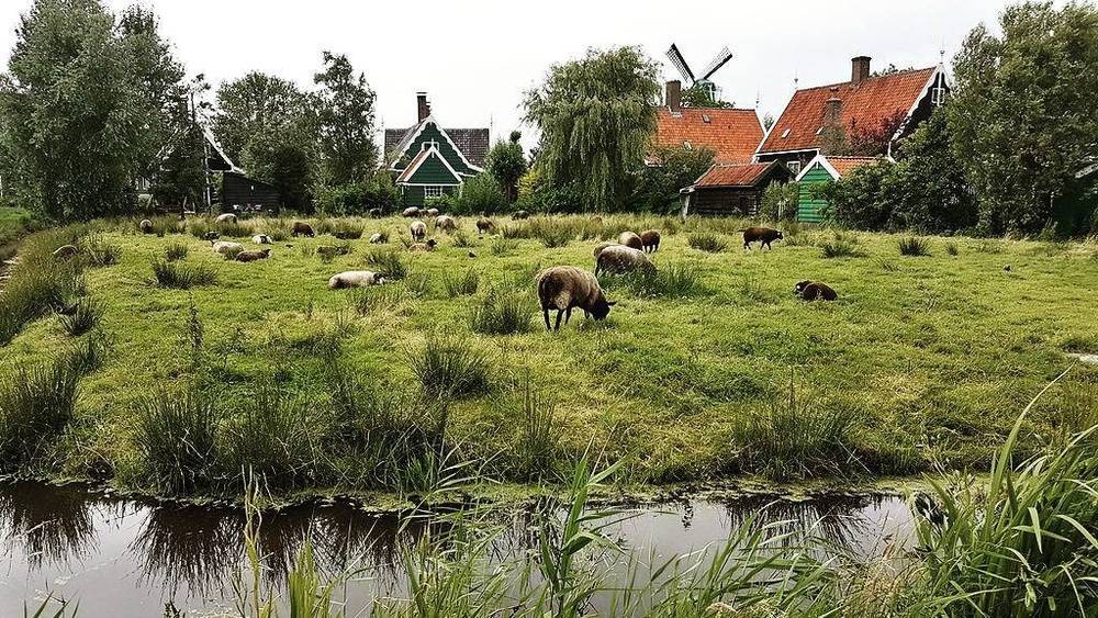 Sheep grazing in a field beside a pond with a windmill and traditional houses in the background.