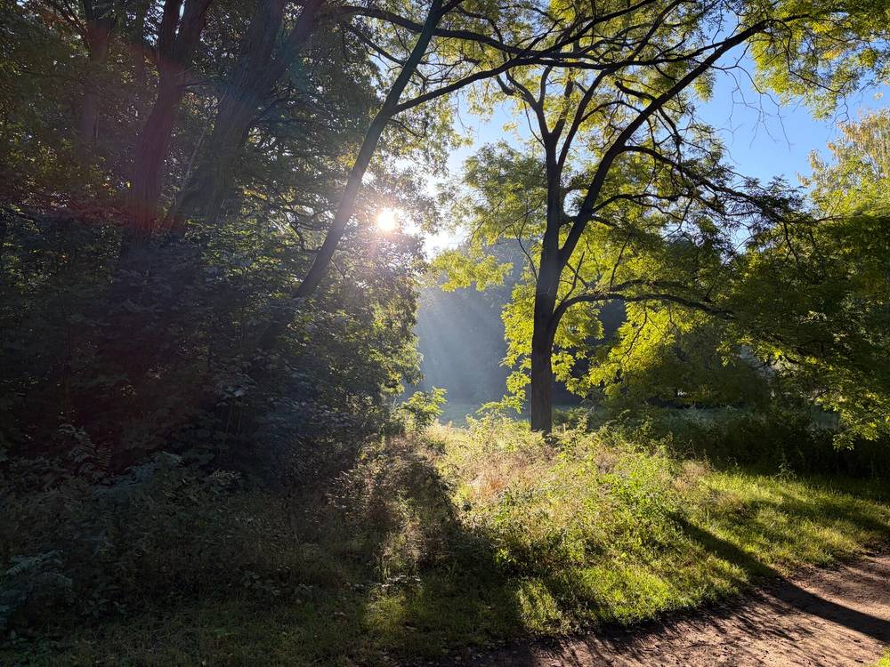niedrigstehende sonne und leicher nebel bringen das gestrüpp in den rehbergen zum leuchten.
