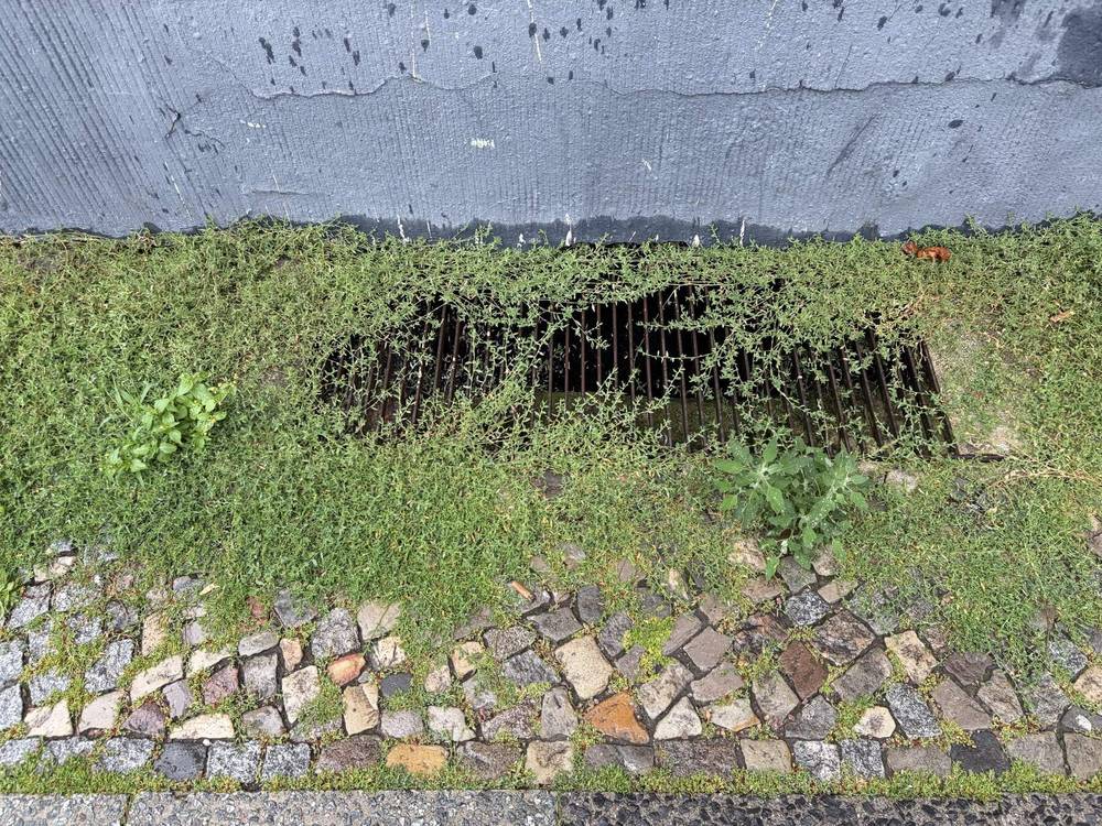 beim morgenspaziergang heute fiel mir dann ständig grünzeug auf, dass sich über die blanken zivilisationsartfakte legt und langsam den asphalt aufbricht oder unsere konsruktionen überdeckt.
