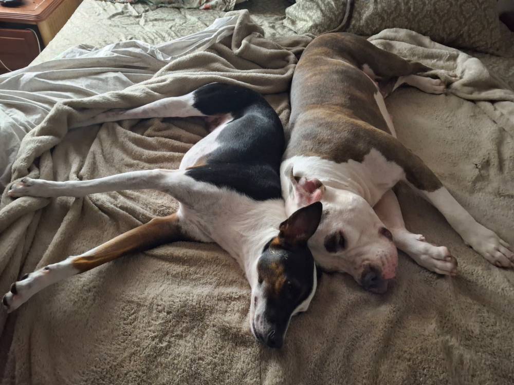 two dogs laying next to tone another on a bed. go vegan. dairy is rape. 