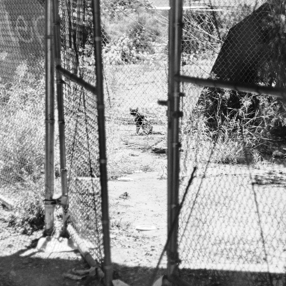 Cat looking through chainlink fence and weeds at me