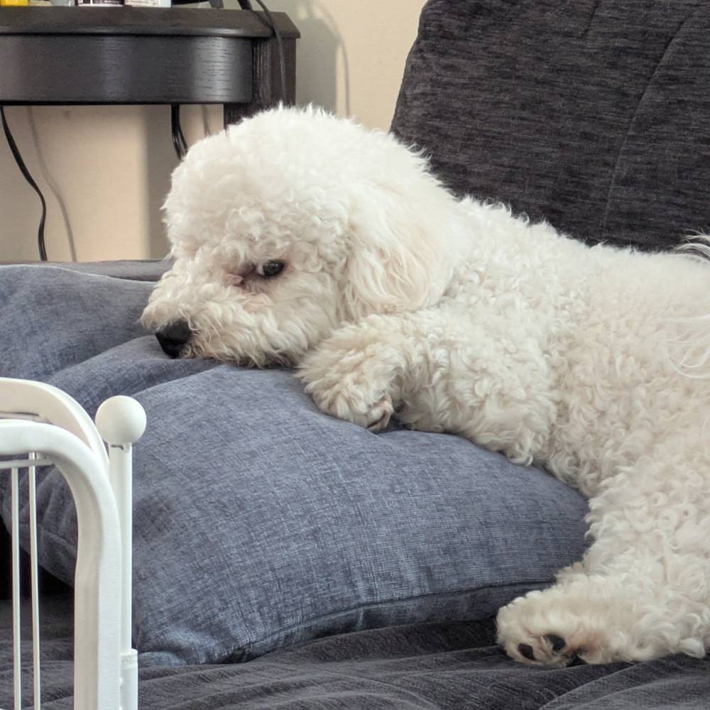Trying to take a nap, but mommy keeps making noises at me, photo 1 of 1