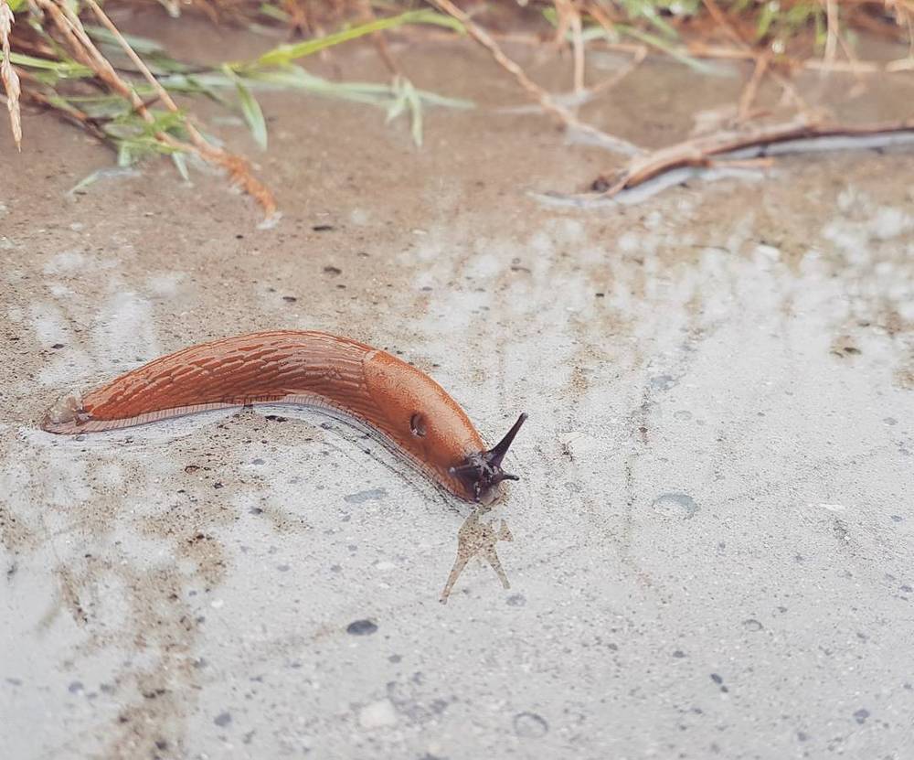 A slug crawling across a sandy, gravelly surface.