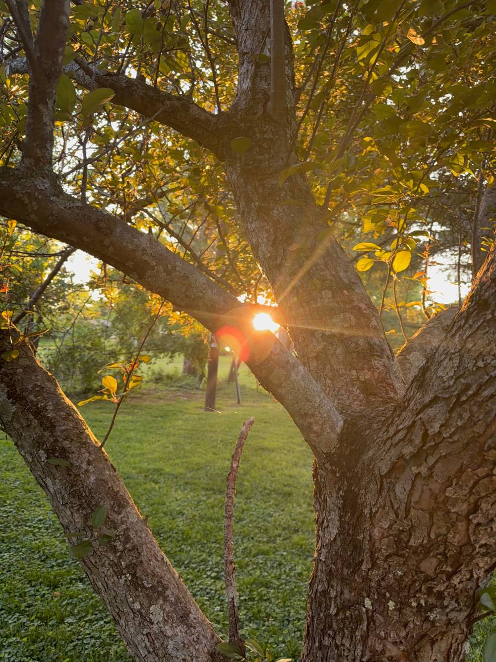Golden hour