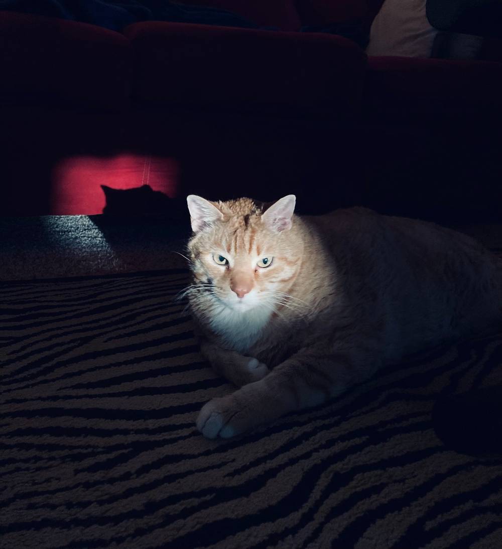  🐱thanks for the memories ; 16 yrs🖤