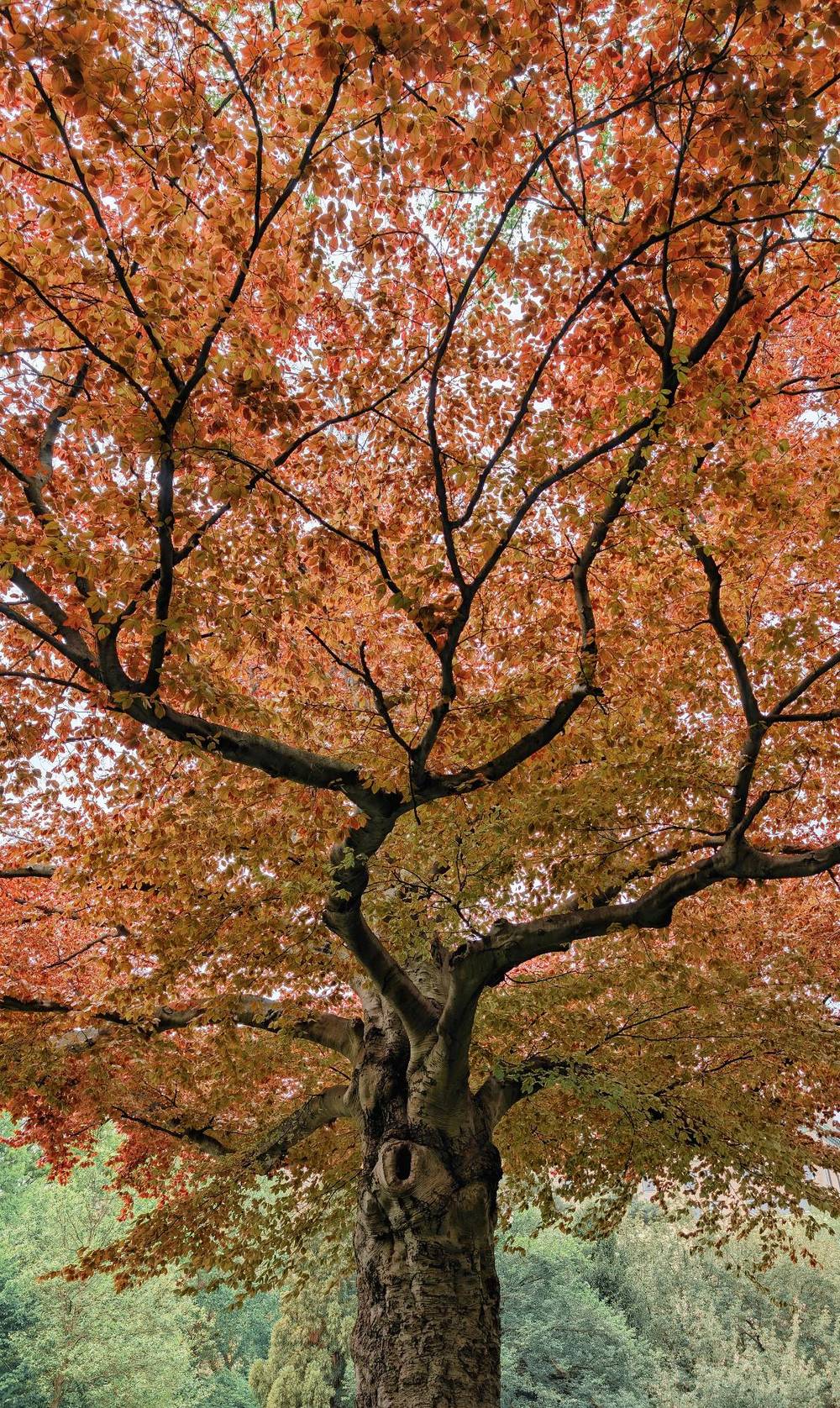 Warm tree