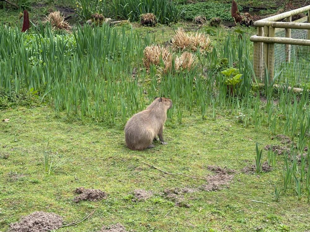 A capybara is sitting on a grassy area, surrounded by tall green plants and some brown foliage, with a blurred background showing more greenery and a wooden fence.

