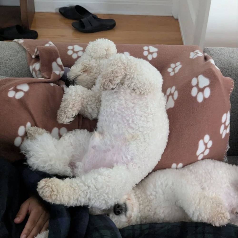 Taking a nap on my brother 😴
