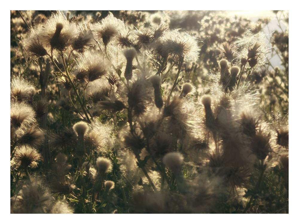 Thistle Heads #3, Suffolk, 2026