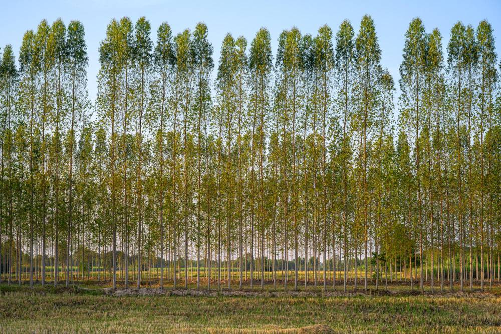 Eucalyptus