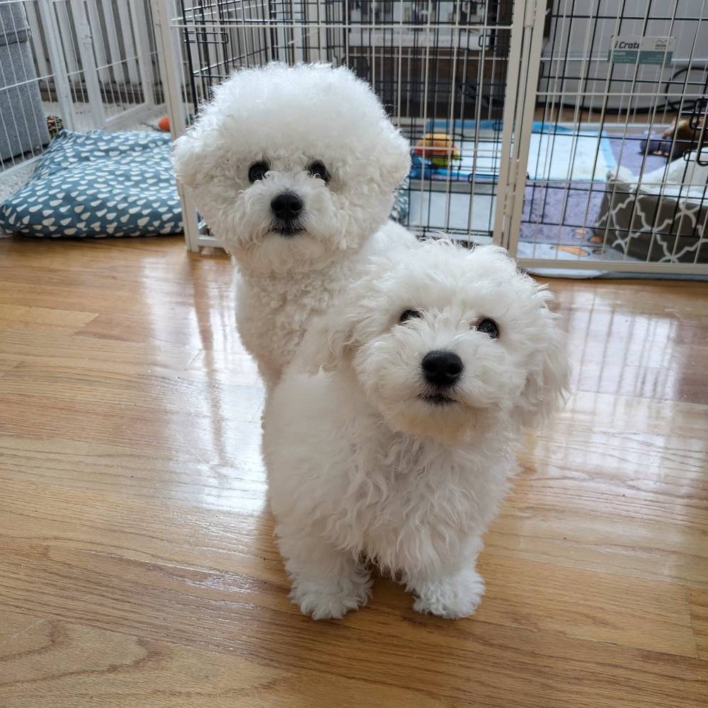 Kewpie is growing so quickly 🥺 we're getting closer in size, photo 1 of 1