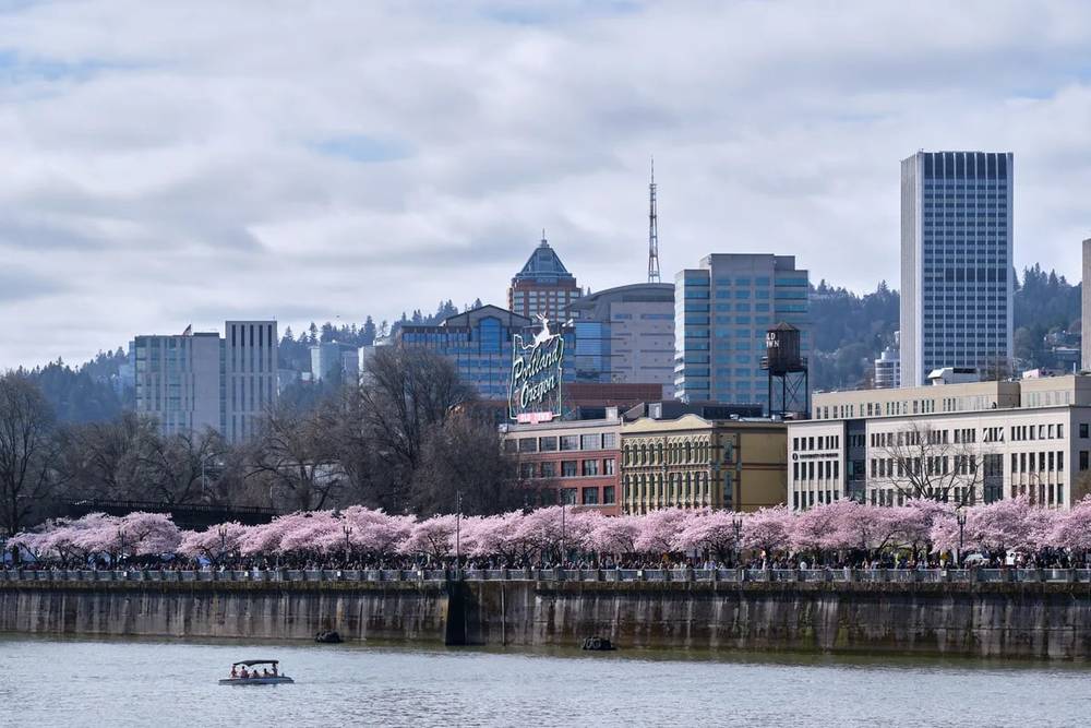 Cherry Blossoms Frame Portland's Urban Skyline
