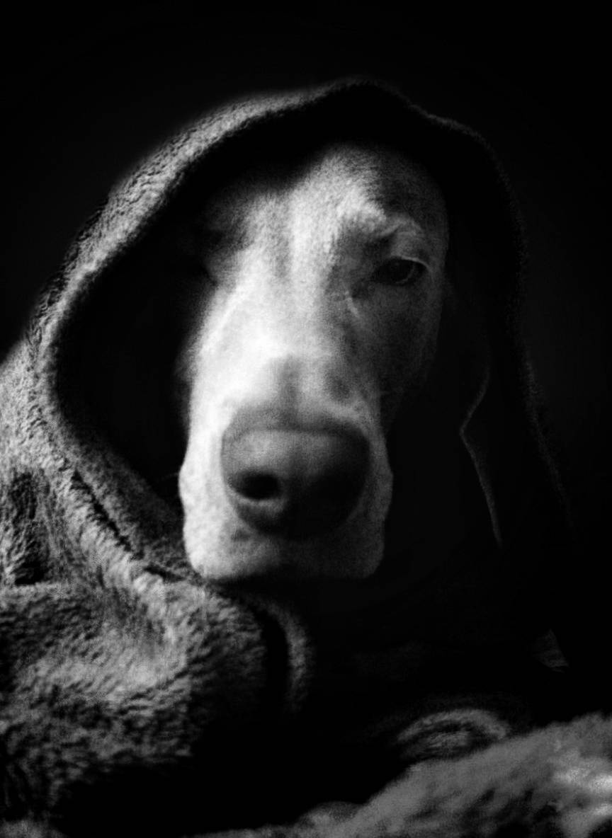 A dog