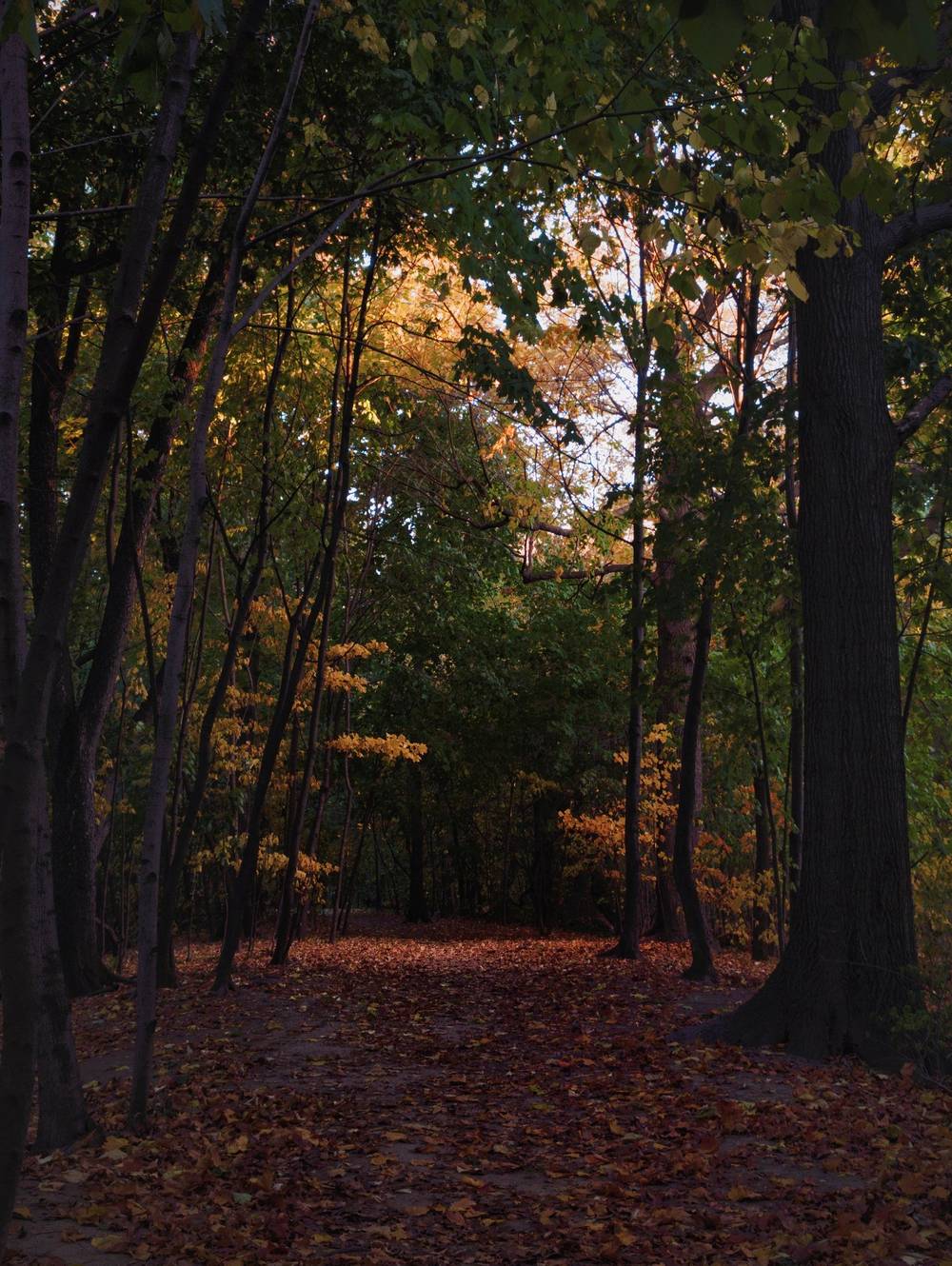 tree-covered trail through Prospect Park