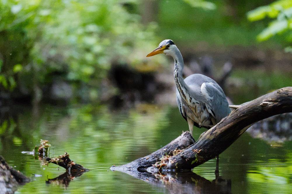 A grey heron standing in a stream, looking for fish