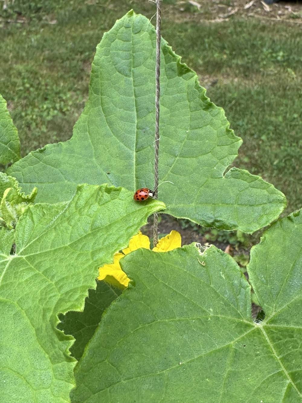 Wandering around the garden