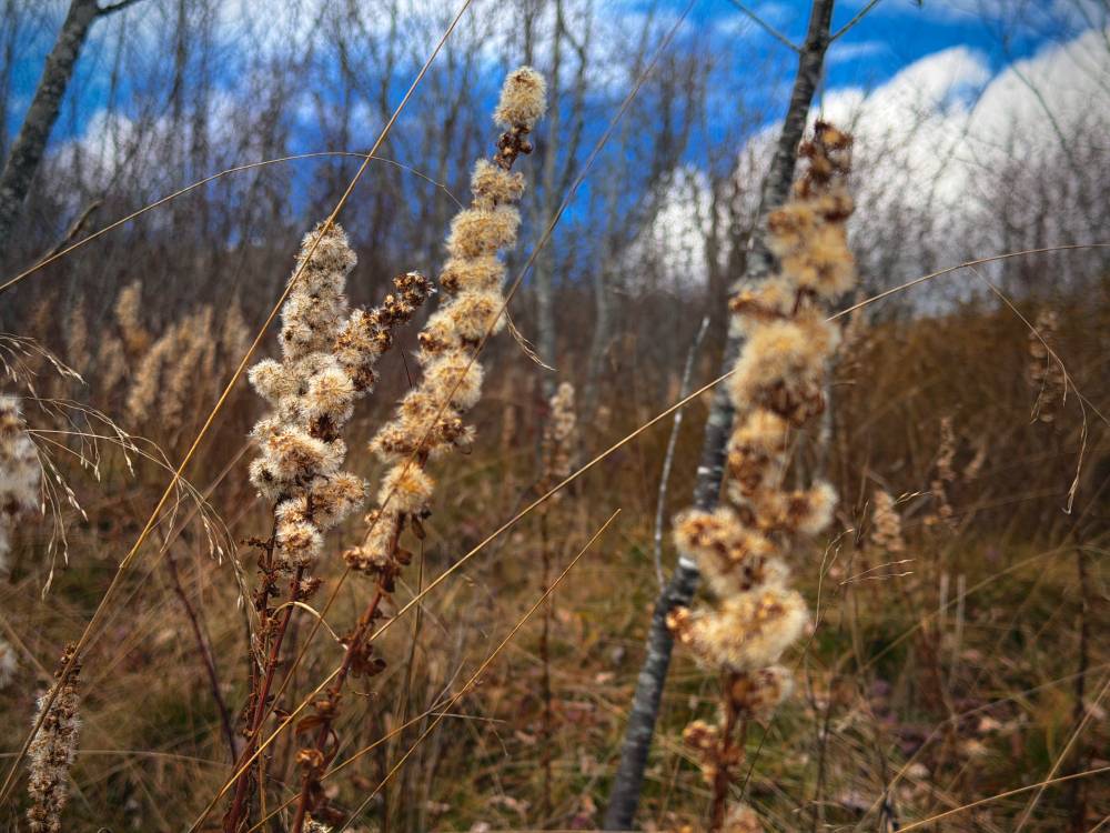 fall hike in the blue ridge mountains
